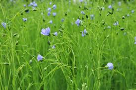 Image result for Linum usitatissimum