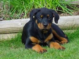 Now is a good time to learn about trimming your dog's nails; How To Take Care Of A 6 Month Old Rottweiler Rottweiler Life
