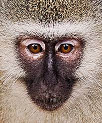 Vervet Monkey Vervet Monkey Monkey Primates
