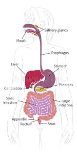 Check spelling or type a new query. Human Digestive System Woman Anatomy Diagram Stock Vector Illustration Of Gastroenterology Gastrointestinal 166366319