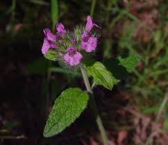 Image result for Clinopodium uhligii
