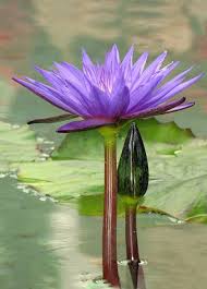 Pin On Container Gardens