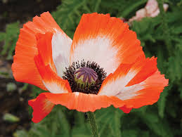 Papaver Orientale Pinnacle Perennial Plants White Flower Farm Papaver