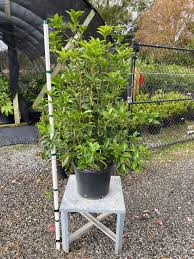 Image result for Grona stolzii