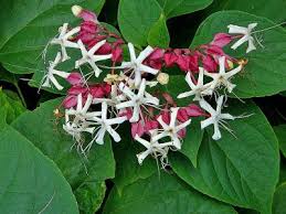 Image result for Clerodendrum ternatum