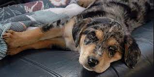 Mar 15, 2019 · the chocolate lab is a friendly, confident and loving dog. Introducing The Aussiedor Australian Shepherd Lab Mix Animalso