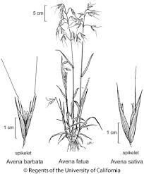 Image result for Avena byzantina