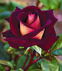 Pin On Beautiful