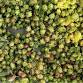 Healers Garden Hops Workshop