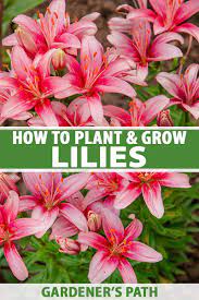 You can plant in a tub, urn, or pot. How To Plant And Grow Lilies Gardener S Path