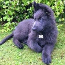 Maybe you would like to learn more about one of these? Danukas Motton On Twitter Blue German Shepherd German Shepherd Puppies Shepherd Puppies
