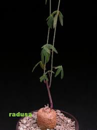 Image result for Adenia stenodactyla