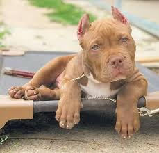Via Kaufmannspuppy Cute Dogs And Puppies Pit Puppies Cute Dogs