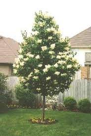 Ivory Silk Japanese Tree Lilac A Striking Specimen Tree With Huge Creamy Blooms In June An Easy To Grow White Flowering Trees Ornamental Trees Specimen Trees