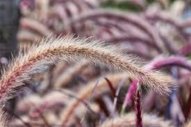 Image result for Cenchrus polystachios