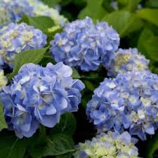 Image result for Hydrangea macrophylla bela obrázek