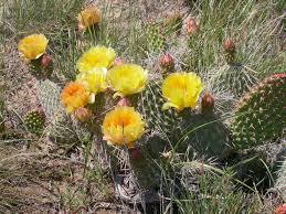 How many inches is 10 centimeters.? Opuntia Polyacantha Plains Prickly Pear World Of Succulents Succulents Blooming Cactus Cacti And Succulents