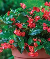 Dragon Winga Hybrid Begonia Seeds And Plants Annual Flower Garden At Burpee Com Annual Flowers Flower Seeds Indoor Flowering Plants