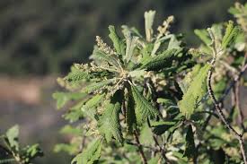 Image result for Tarchonanthus trilobus