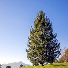 Learn how to spot a norway spruce tree and discover some of its uses and history. Norway Spruce Tree Naturehills Com