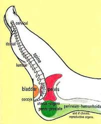 Lateral View Reflexology Blank Template Google Search