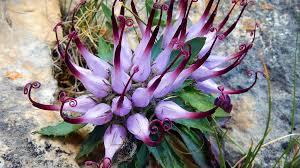 Image result for Harpagophytum zeyheri