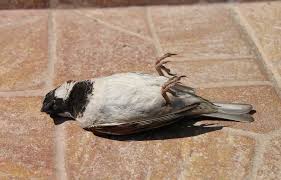 Maka anda bisa mencoba dengan ramuan racikan pakan untuk burung cucak ijo berikut. Kasmu Web Foto Burung Murai Mati