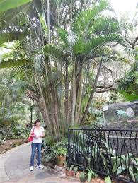Image result for Dypsis lutescens