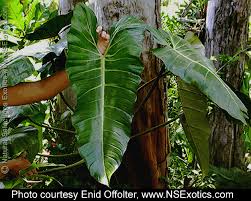 Philodendron Superbum Philodendron Plants Tropical Plants