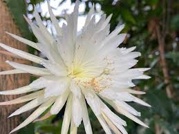 Sometimes we forget (at least i do) that they also can be great flowering plants. 1st Time Lapse Of Rare Moonflower Blooming Is Stunning Live Science