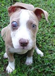 Are pit bulls good pets? Pin On Adoptable Dogs