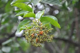 Image result for Ehretia cymosa