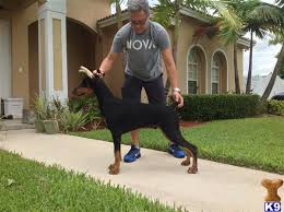 Puppy store at doral is a pet store with a great variety in puppies.puppy store at doral is placed in one of the top puppy stores in miami florida. Doberman Pinscher Puppy For Sale Doberman Pinscher Puppies 6 Month Old 7 Years Old