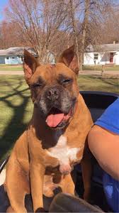 The team at family pet health center knows that your pet is a member of the family, and they deserve to be treated that way. Family Pet Health Center Home Facebook