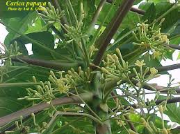 Image result for Carica papaya