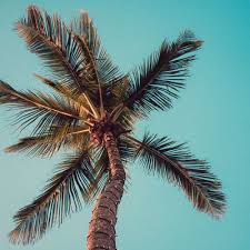 Free Background Music For Videos Youtube No Copyright Download Instrumental Edm Tropical House By N Free Background Music Tropical House Music Background