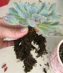 If the plant sits near a radiator or in the path of a drafty window, it will almost certainly drop its buds. Why We Need To Repot Newly Bought Succulents Succulent Plant Care