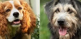 Disney Rueda Con Perros Reales En La Nueva Version De La Dama Y El Vagabundo