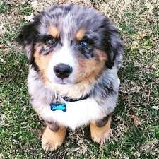Aussie berner named storm, makes cloudy days seem sunny! Pin On Animals