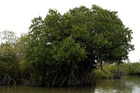 Image result for Rhizophoraceae