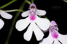 Image result for Cynorkis kassneriana