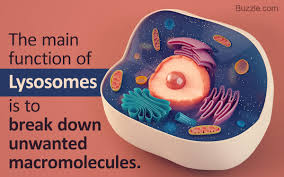 What do acid hydrolases in lysosomes do? A Brief Understanding Of The Major Functions Of Lysosomes Biology Wise