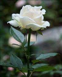 Download 75+ gambar bunga mawar cantik berbagai warna. Mawar Putih Yang Mempesona Steemit