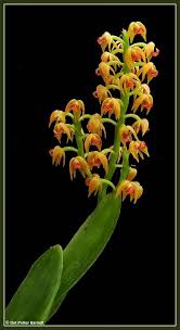 Image result for Polystachya golungensis