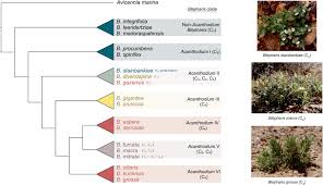 Image result for Blepharis diversispina
