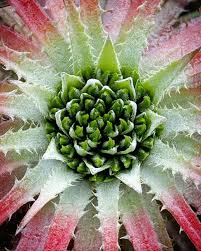 Image result for Biophytum richardsiae