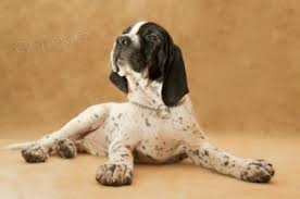 Image result for auvergneský ohař