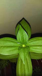First Zinnia Bud June 23 2016 Growing Seeds Zinnias Garden Journal