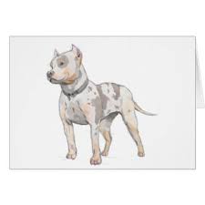 Pitbull Drawing Gifts Gift Ideas Zazzle Uk