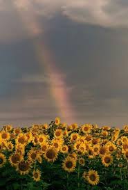 Tanaman ini dapat tumbuh hingga tinggi. Pin Oleh Nunung Alfiah Di Sunflower Pemandangan Khayalan Latar Belakang Pemandangan Abstrak